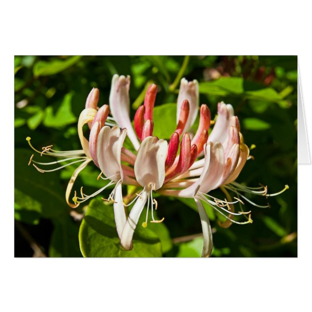 Wild Honeysuckle (Voorkant Horizontaal)
