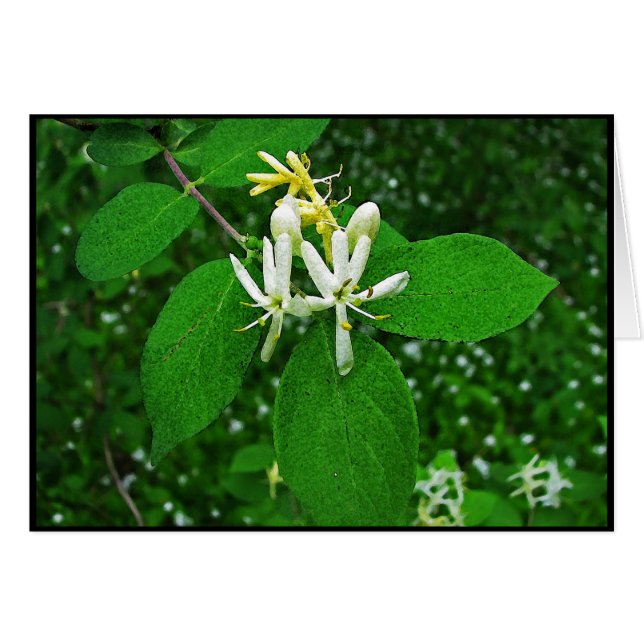 Wild Honeysuckle (Voorkant Horizontaal)