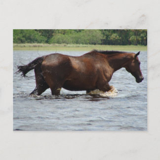 Wild Horse Briefkaart