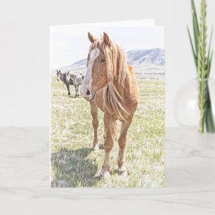 Wild Horse Mustang Wenskaart (leeg van binnen) Kaart