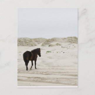 Wild Horse op Corolla Beach Briefkaart
