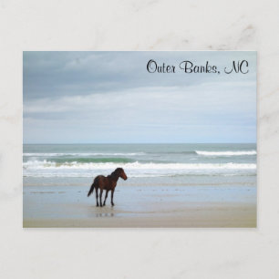 Wild Horse Outer Banks Corolla NC Briefkaart