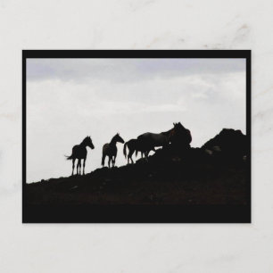 Wild Horse Postcard Briefkaart