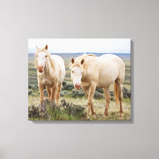 Wild Horse Roaming op de Priaïre van Cody Canvas Afdruk (Voorkant)
