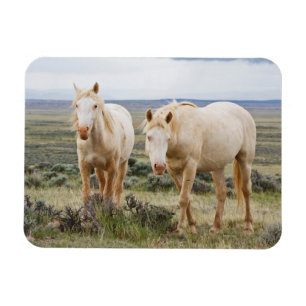 Wild Horse Roaming op de Priaïre van Cody Magneet