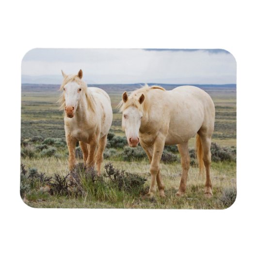 Wild Horse Roaming op de Priaïre van Cody Magneet (Horizontaal)