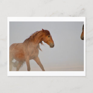 WILD-HORSE VAN UTAH IN WESTERNE DESERT BRIEFKAART