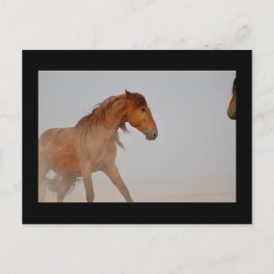 WILD-HORSE VAN UTAH IN WESTERNE DESERT BRIEFKAART