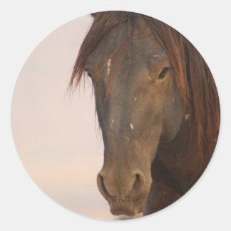 WILD-HORSE VAN UTAH IN WESTERNE DESERT RONDE STICKER
