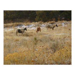 Wild Horses Glossy Poster Perfect Poster