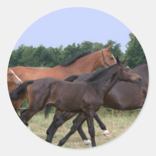 Wild Horses Sticker