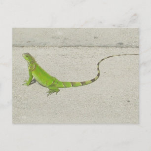 Wild Iguana Briefkaart