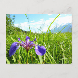 Wild Iris en het landschap van Alaskan Briefkaart