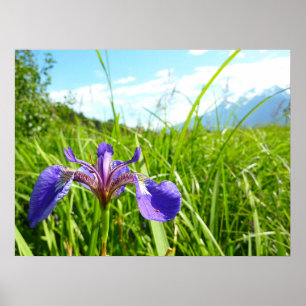 Wild Iris en het landschap van Alaskan Poster