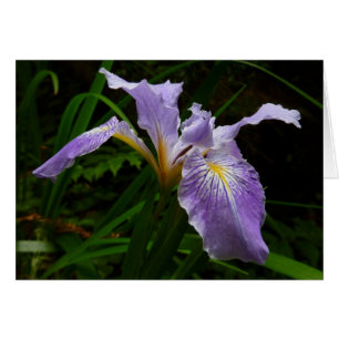 Wild Iris Flower Paars Floral
