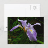 Wild Iris Flower Paars Floral Briefkaart (Voorkant / Achterkant)