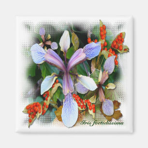 WILD IRIS ~ Magnet Magneet