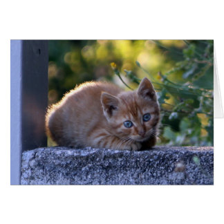 Wild Italy kitten