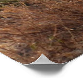 Wild Jackal Poster (Hoek)