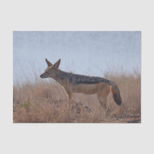 Wild Jackal Tissuepapier (Voorkant)