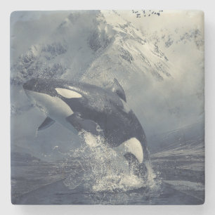 Wild Killer Whale Jumping Stenen Onderzetter