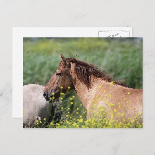 wild konik horse briefkaart (Voorkant / Achterkant)