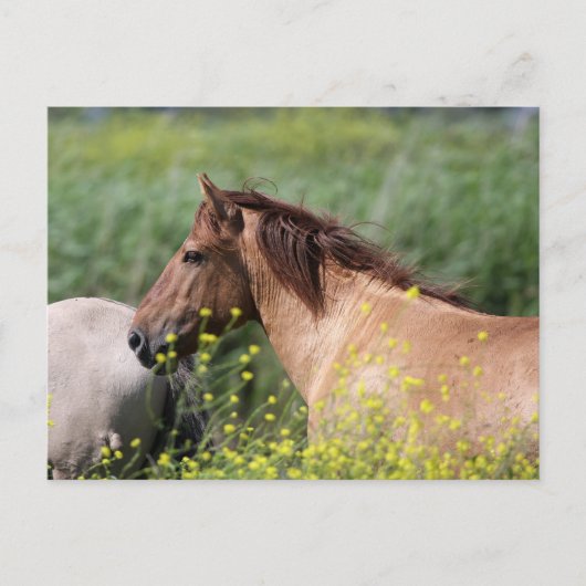 wild konik horse briefkaart (Voorkant)