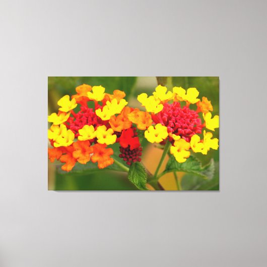 WILD LANTANA 32x48 Canvas Afdruk (Voorkant)