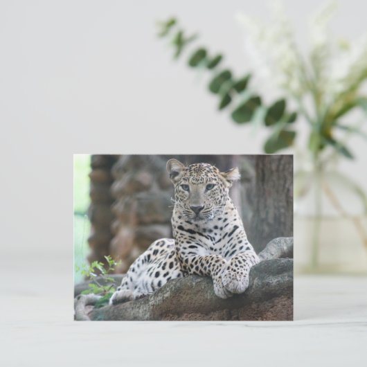 Wild Life Leopard ligt op een boomtak Briefkaart (Staand voorkant)