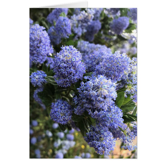 Wild Lilacs (Voorkant)