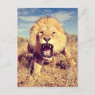 Wild Lion Briefkaart