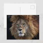 Wild Lion Foto Groene ogen Briefkaart (Voorkant / Achterkant)