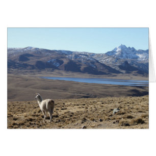 Wild Llama - Mountain Lagoon Bolivie Carte de voeu