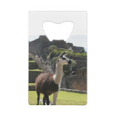 Wild Llama Near Ruins (Dos)