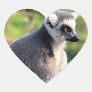 Wild Love: Voor Australië Hart Sticker