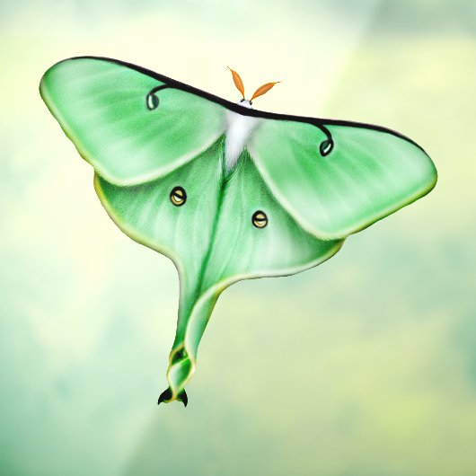 Wild Luna Moth Insect Bug Window Cling Raamsticker (Vel 3)