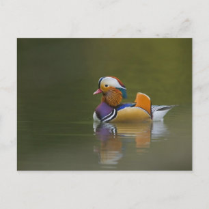 Wild Mandarin Duck Aix galericulata on dark Briefkaart