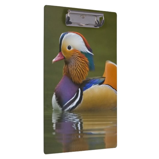 Wild Mandarin Duck Aix galericulata on dark Klembord (Rechts)