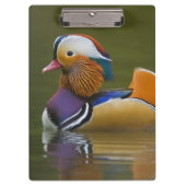 Wild Mandarin Duck Aix galericulata on dark Klembord (Voorkant)