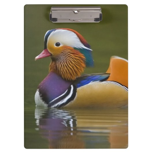 Wild Mandarin Duck Aix galericulata on dark Klembord (Voorkant)