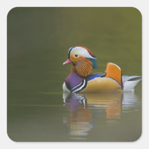 Wild Mandarin Duck Aix galericulata on dark Vierkante Sticker