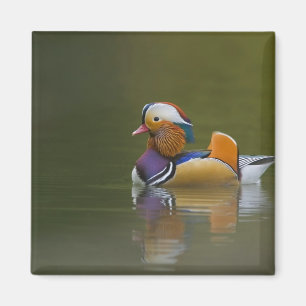 Wild Mandarin Duck Aix galericulata) over donker Magneet