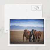 Wild Mongolian horse, Gobi Desert Briefkaarten (Voorkant / Achterkant)