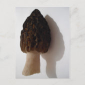 Wild Morel Mushroom Briefkaart (Voorkant)