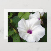 Wild Morning Glory-2010 Briefkaart (Voorkant / Achterkant)