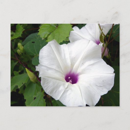 Wild Morning Glory-2010 Briefkaart (Voorkant)