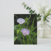 Wild Morning Glory Photo Briefkaart (Staand voorkant)