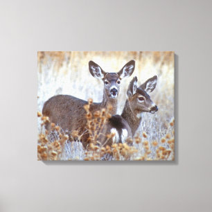 Wild muildier paar Californië Canvas Afdruk