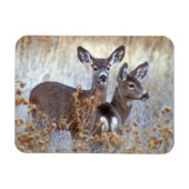 Wild Mule Deer Pair | Californië Magneet (Horizontaal)