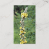 Wild Mullein Carte de visite de la photographie à  (Dos)